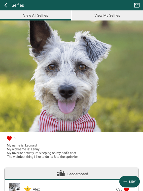 Kingsland Blvd Vet iPad screenshot 4 - Business app