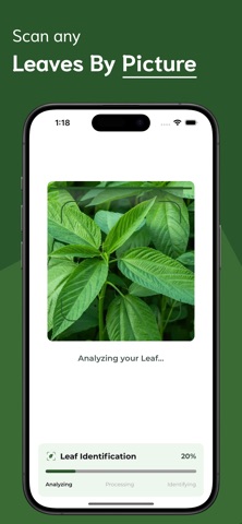 Leaf Identifier - LI Screenshot 2 of 6