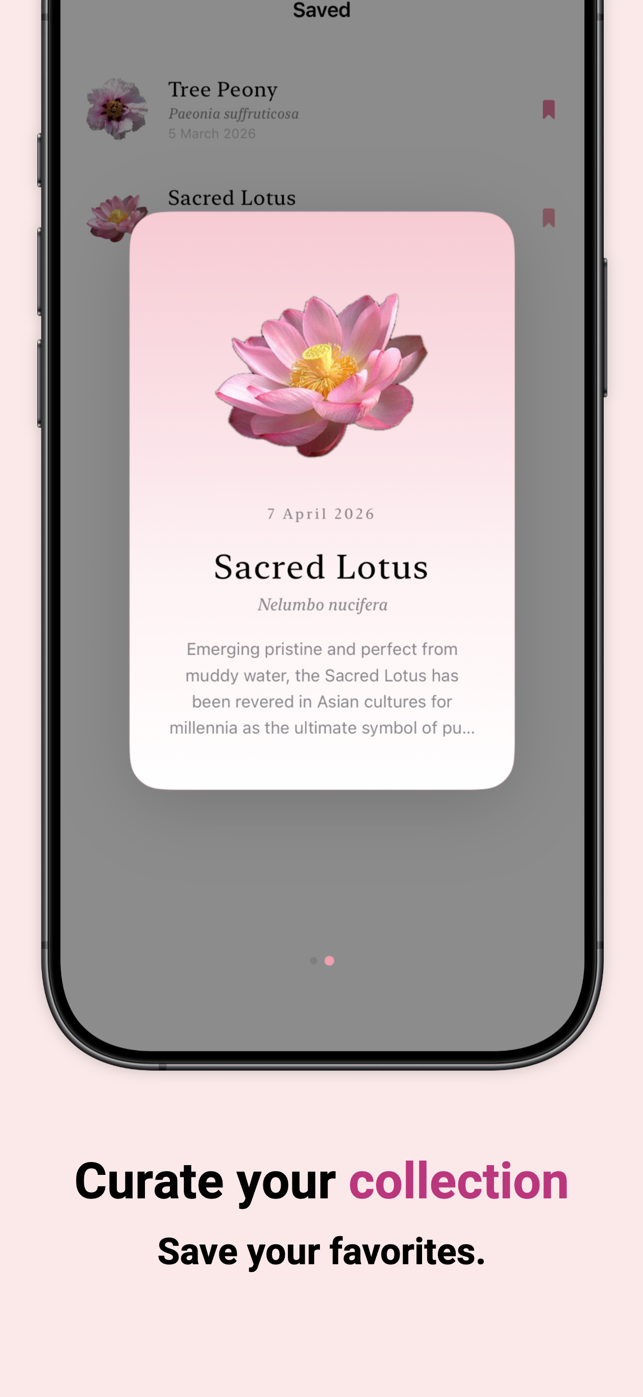 Flora - Flower of The Day