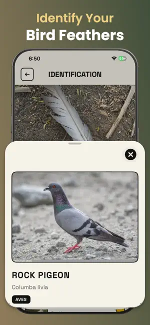Feather Identifier: Bird ID screenshot 2