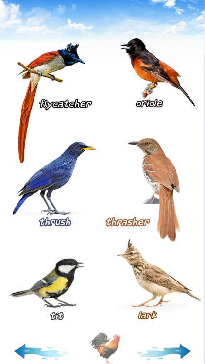 Amazing Bird Sounds screenshot-7