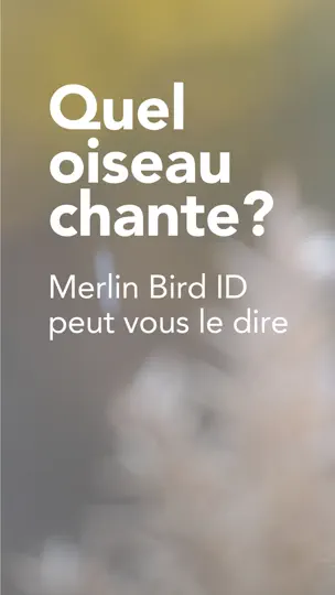 Capture d'écran de Merlin Bird ID Par Cornell Lab sur iPhone 1