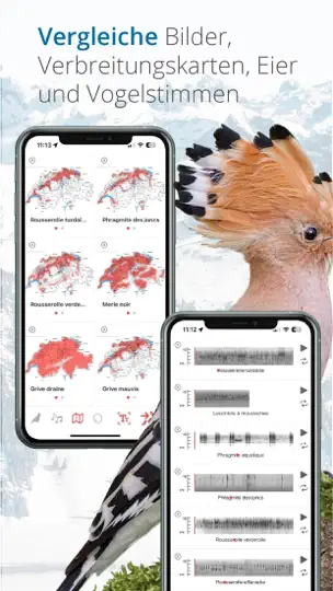 Vogelführer Birdlife Schweiz iPhone-skjermbilde 7