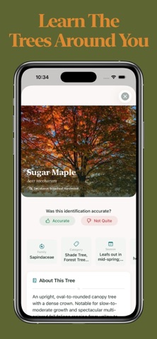 Tree Identifier screenshot