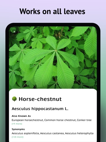 Tree Leaf Identifier iPad screenshot