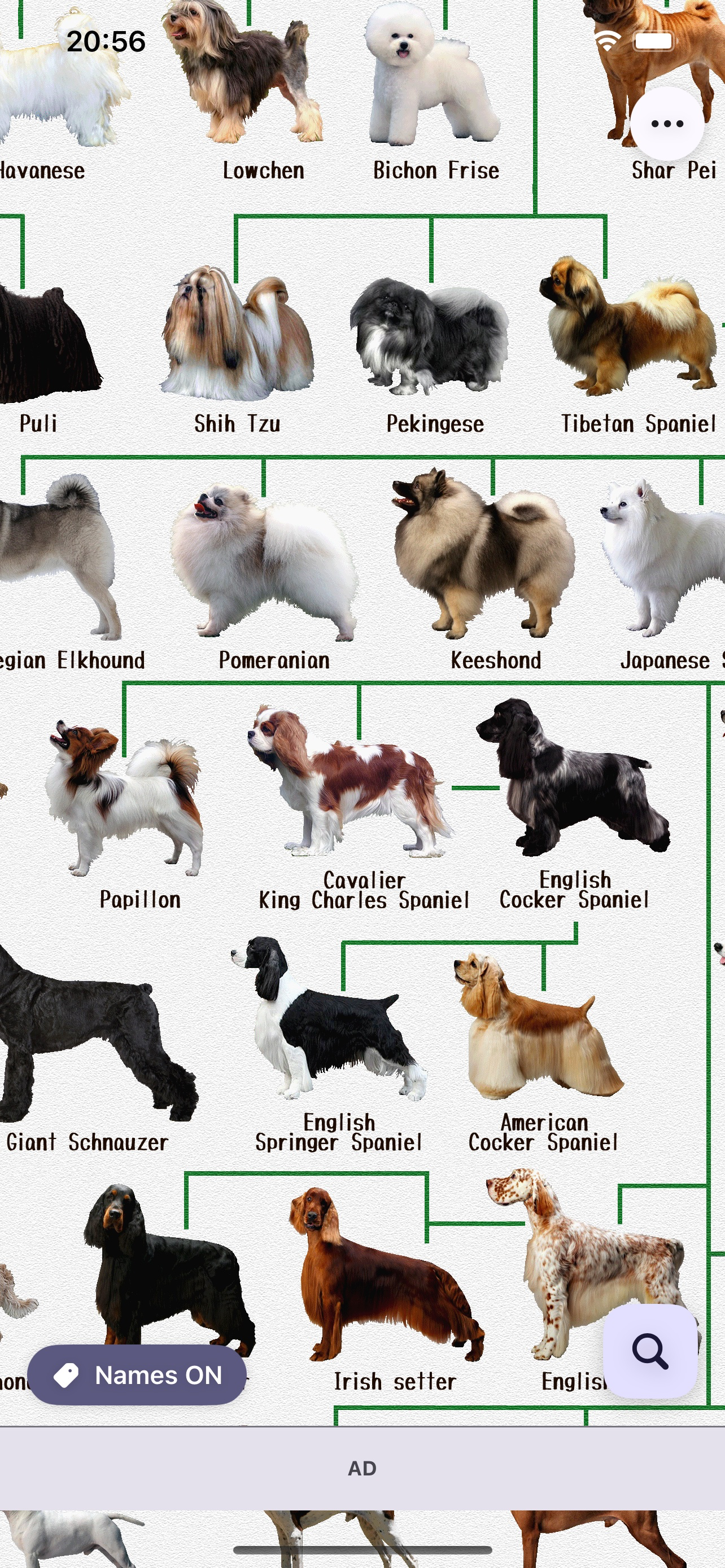 Dog's Family