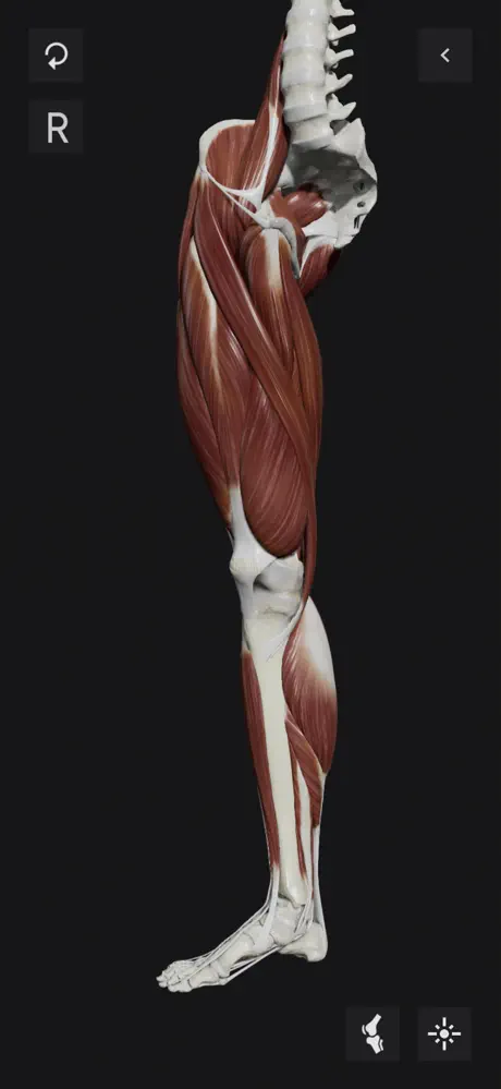 Knee Biomechanics screenshot 2