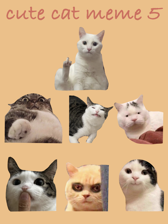 Cute Cat Meme 5