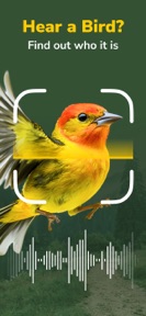 Bird Identifier: Song ID screenshot