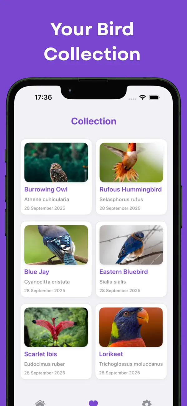 Screenshot #3 pour Identificateur Oiseaux AI