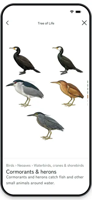 Japan Wildlife Guide & Quizzes screenshot 3