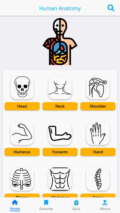 Learn Muscles Anatomy