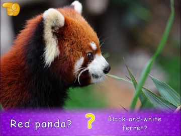 Animal picture games for kids iPad screenshot