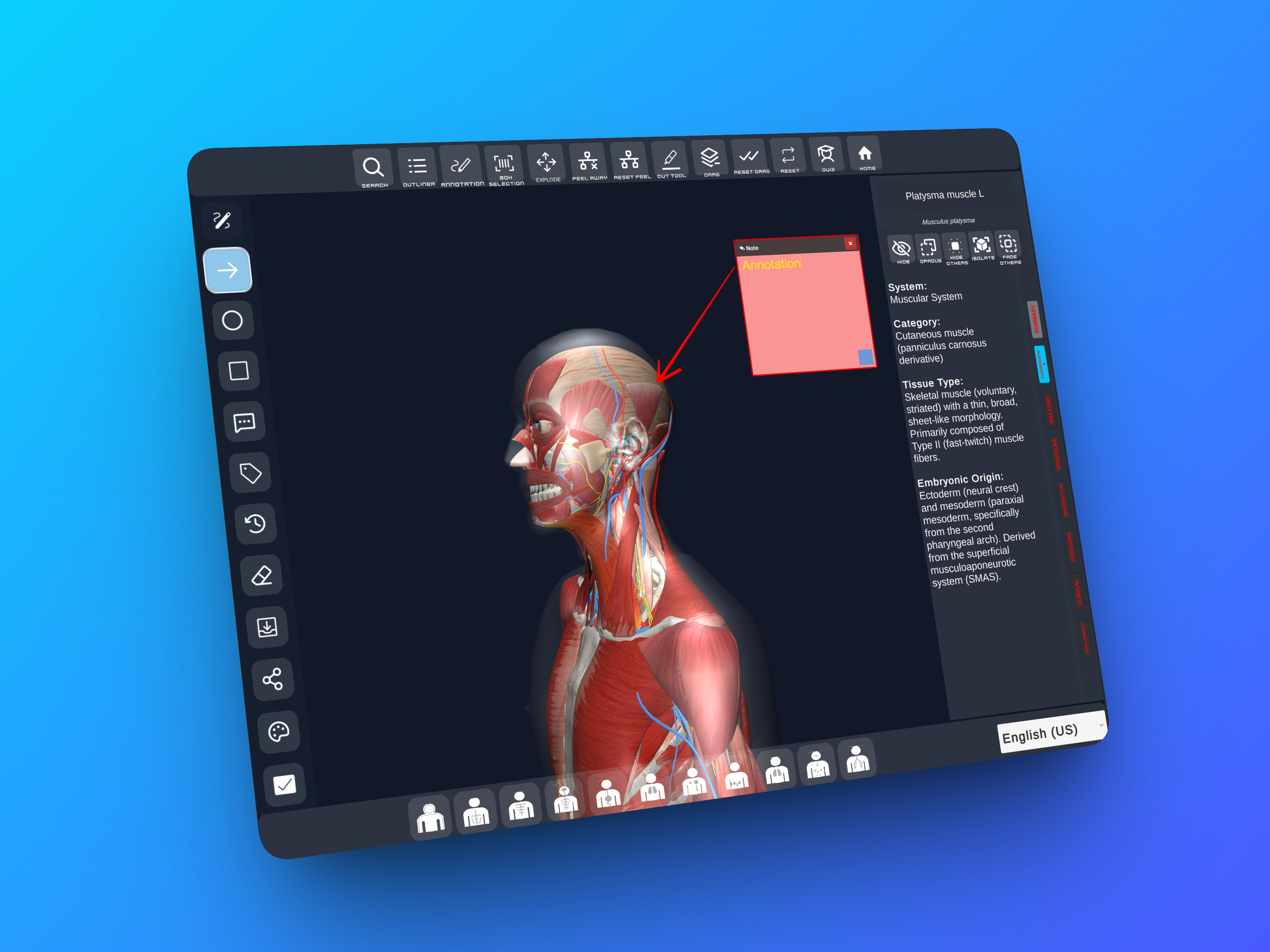 MALE 3D ANATOMY