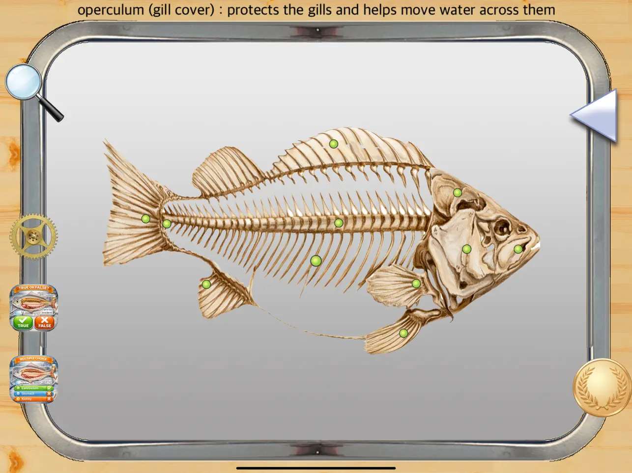 Screenshot #6 pour Anatomy of a Fish