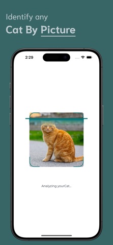 Cat Identifier - CI iPhone screenshot