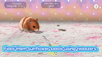 Play with your hamster Screenshot