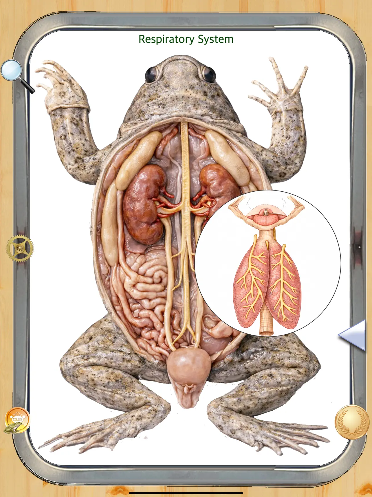 Screenshot #5 pour Frog Anatomy 101