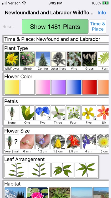 Newfoundland Wildflowers