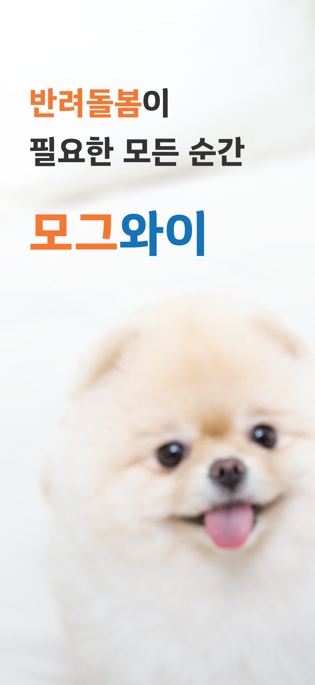 모그와이 - 국내 1등 펫시터