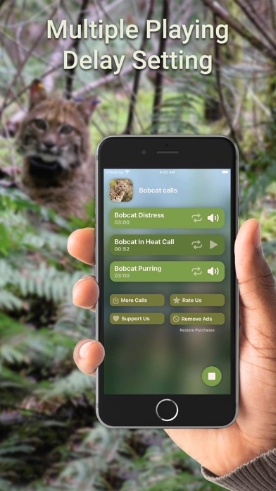 Screenshot 2 of Hunting Calls: Bobcat App