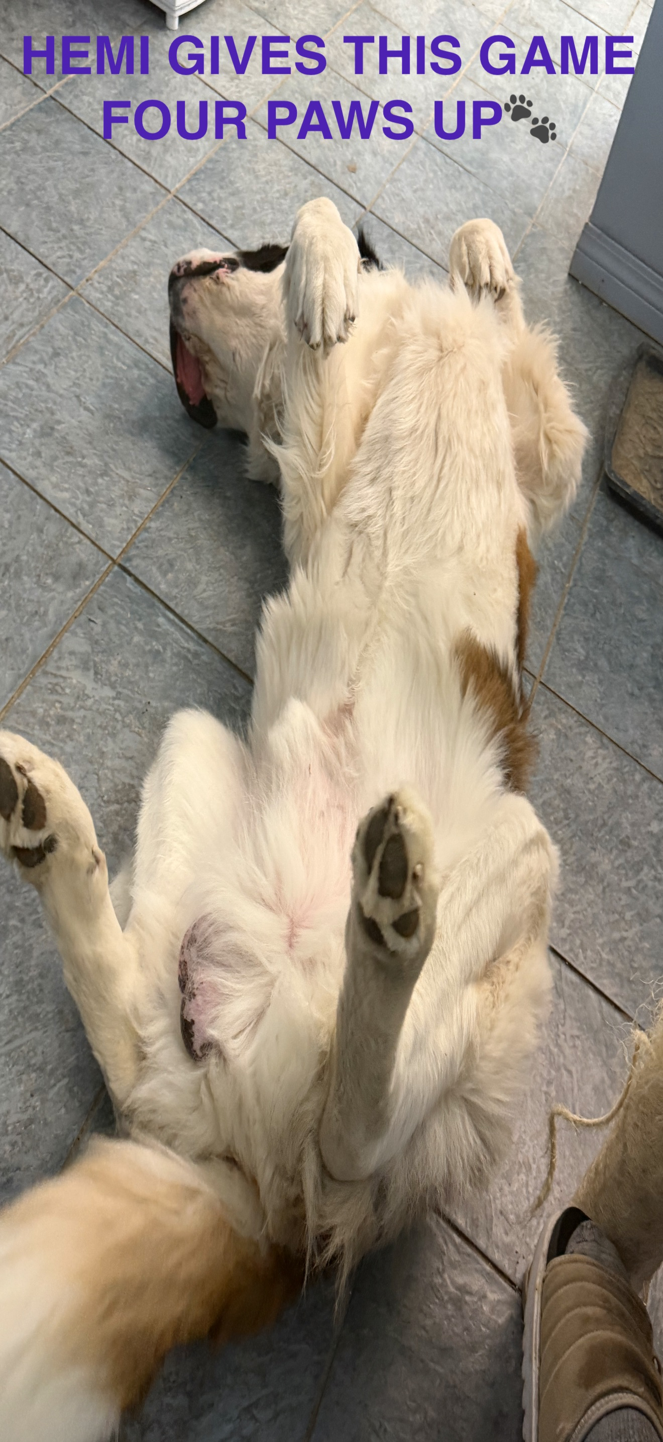 Hemi's Saint Bernard Game