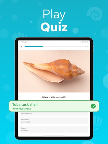 Seashell Identifier – Shellium iPad screenshot