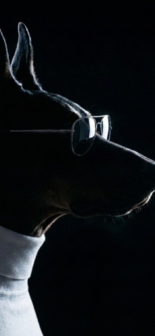 DoggyFresh iPhone screenshot