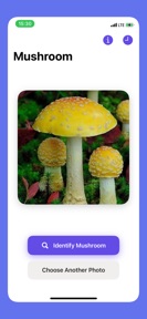 Picture Mushroom - Identifier screenshot