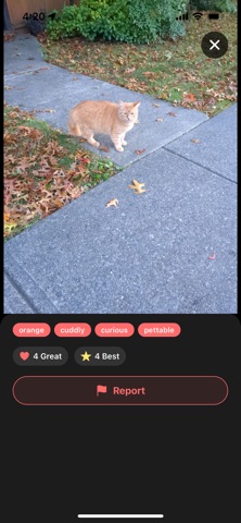 NeighborCats screenshot