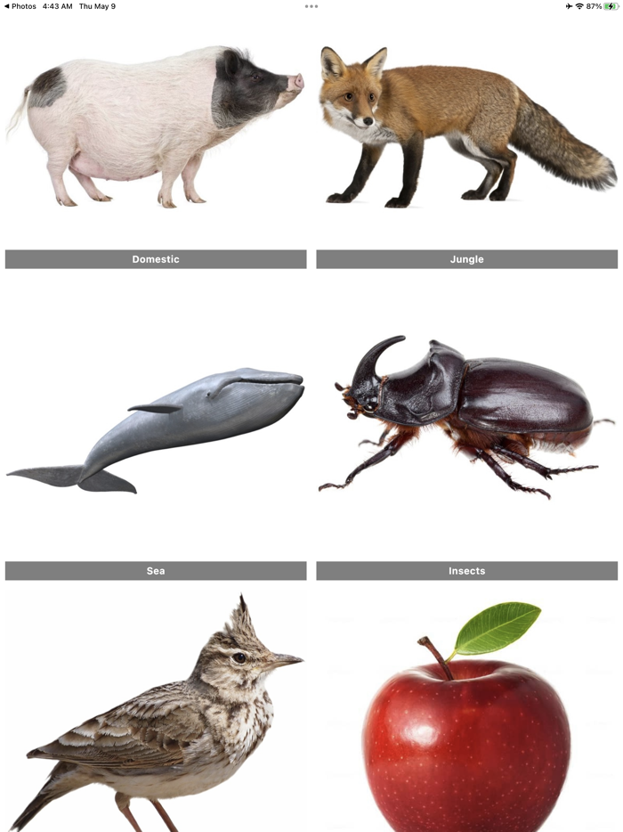 Flashcard English for beginner