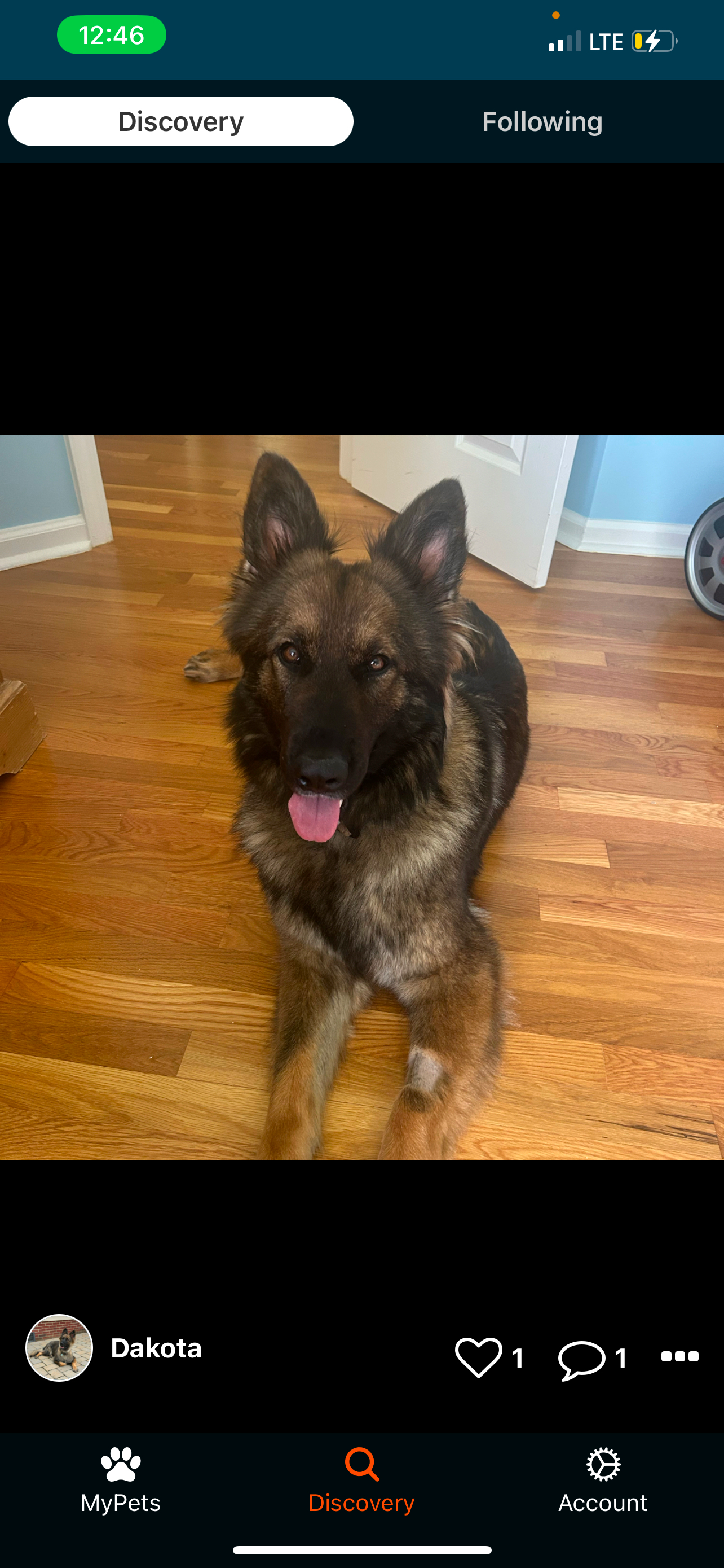 Paw Priints