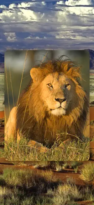 African Animals screenshot 3