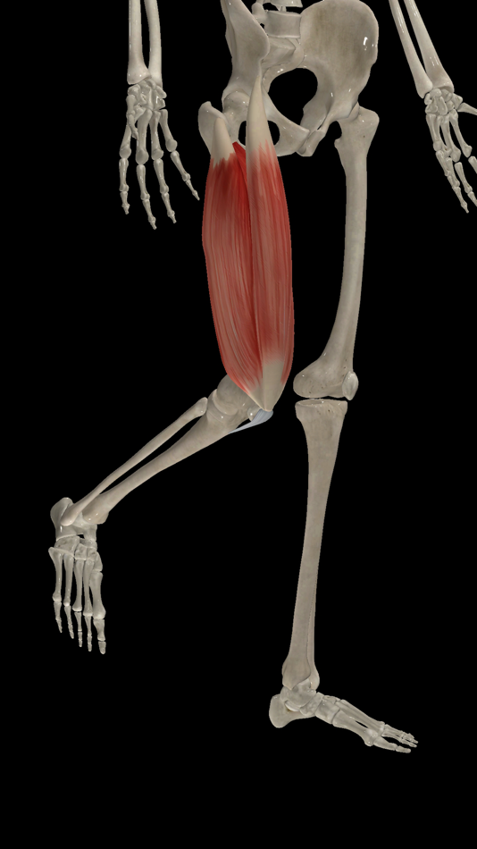 #3. Kinetic Anatomy 3D (iOS) Göre: 长沙林讯科技有限公司