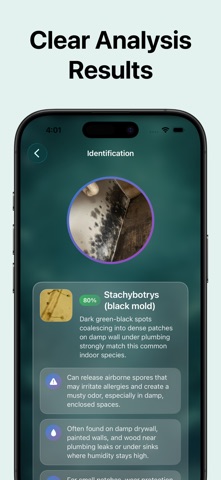 Identifier: Mold Screenshot 3 of 3