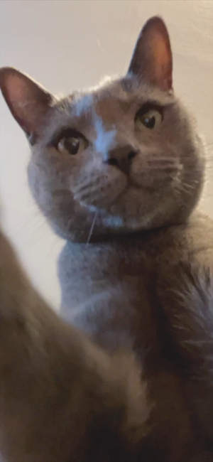 ‎CAT ALONE 2 - Cat Toy Screenshot