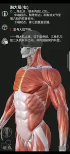 Artist's Anatomy video #1 for iPhone