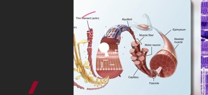 Anatomy & Physiology video #2 for iPhone