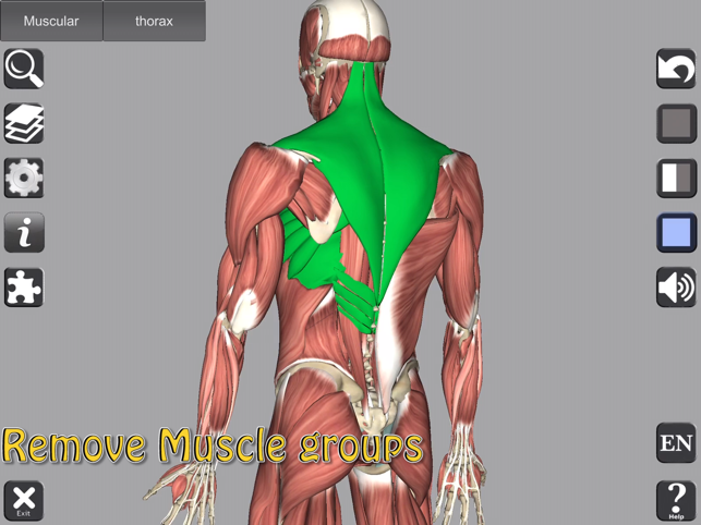 Captura de pantalla d'anatomia 3D