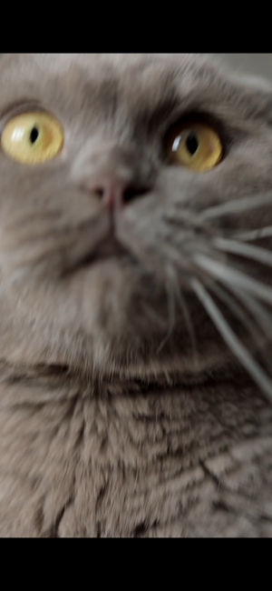 ‎CAT ALONE - Cat Toy Screenshot