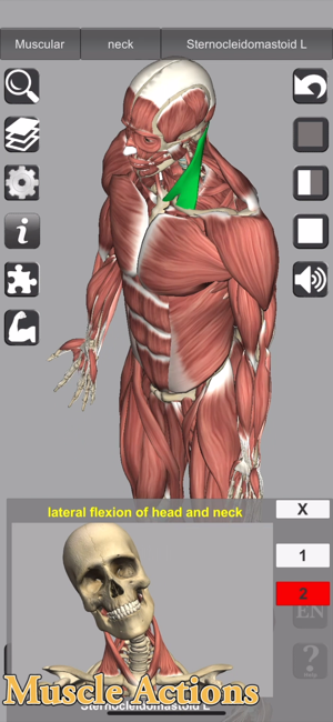 Snímek obrazovky 3D anatomie