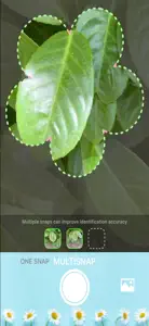 Tree Identification -TreeID AI video #1 for iPhone