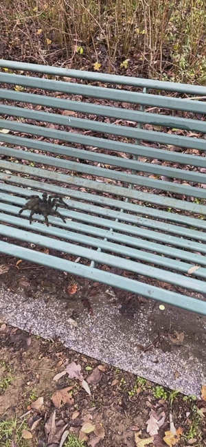 צילום מסך של AR Spiders