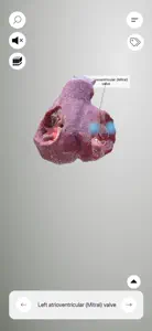 3D Heart Anatomy video #1 for iPhone