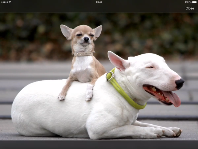‎Снимка на екрана на iKnow Dogs 2 PRO