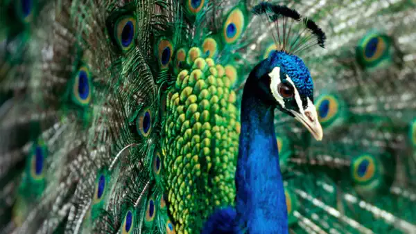 Beautiful animals of the world