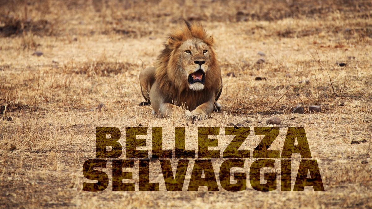 ‎Bellezza Selvaggia - Apple TV