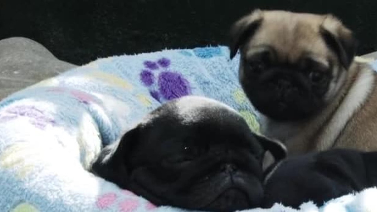 Puppy Time: Pug Party - Apple TV