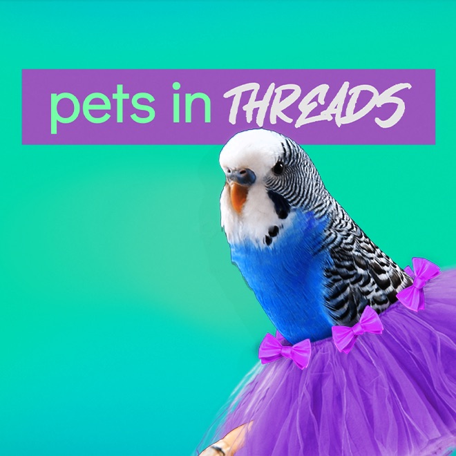 ‎Pets In Threads - Apple TV