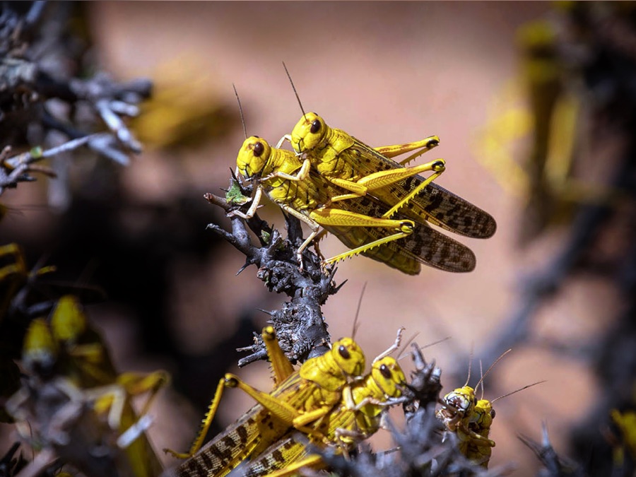 Infestation - Apple TV (UK)
